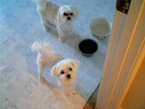 A dog image from https://images.dog.ceo/breeds/maltese/n02085936_6034.jpg