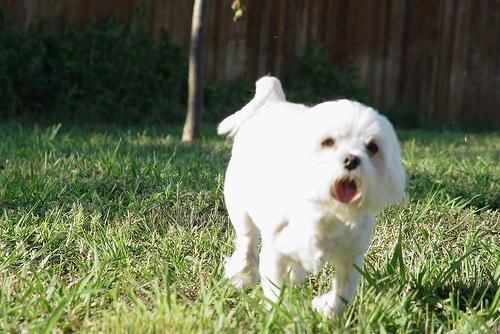 maltese