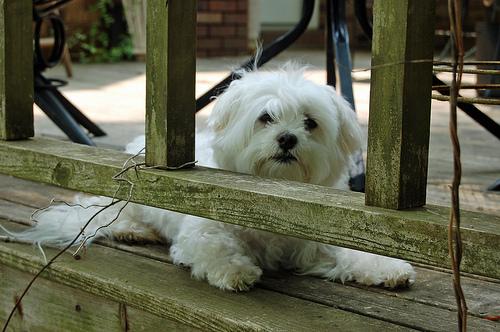 A dog image from https://images.dog.ceo/breeds/maltese/n02085936_6746.jpg