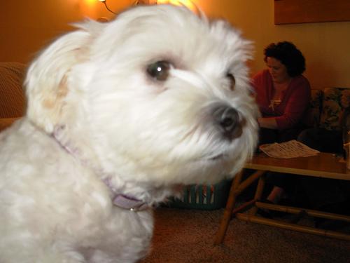 A dog image from https://images.dog.ceo/breeds/maltese/n02085936_6921.jpg