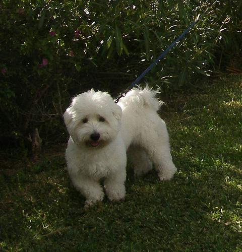 A dog image from https://images.dog.ceo/breeds/maltese/n02085936_6927.jpg