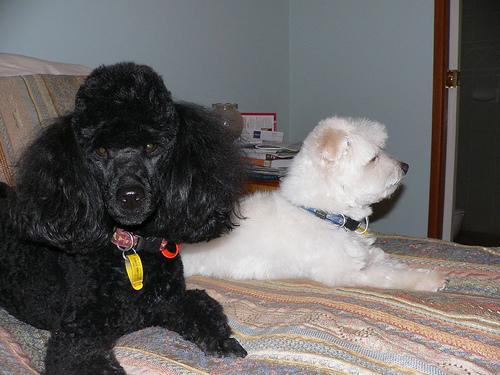 A dog image from https://images.dog.ceo/breeds/maltese/n02085936_7253.jpg