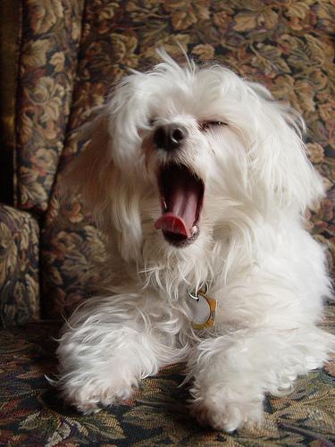 maltese