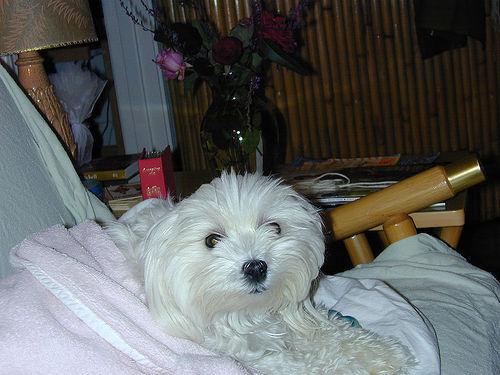 A dog image from https://images.dog.ceo/breeds/maltese/n02085936_7345.jpg