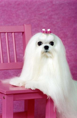 A dog image from https://images.dog.ceo/breeds/maltese/n02085936_7537.jpg