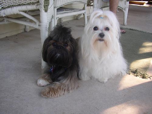 A dog image from https://images.dog.ceo/breeds/maltese/n02085936_7865.jpg