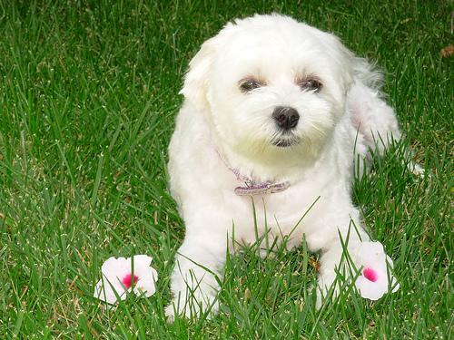 A dog image from https://images.dog.ceo/breeds/maltese/n02085936_8089.jpg