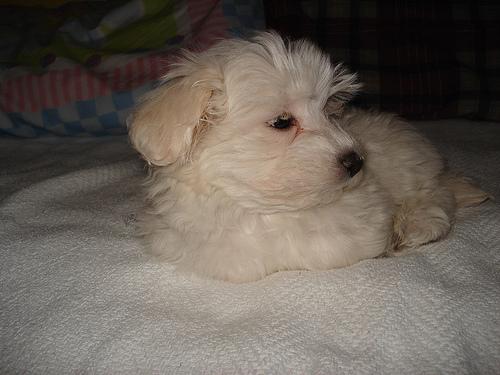 A dog image from https://images.dog.ceo/breeds/maltese/n02085936_8224.jpg