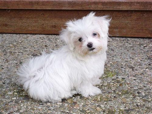 A dog image from https://images.dog.ceo/breeds/maltese/n02085936_850.jpg