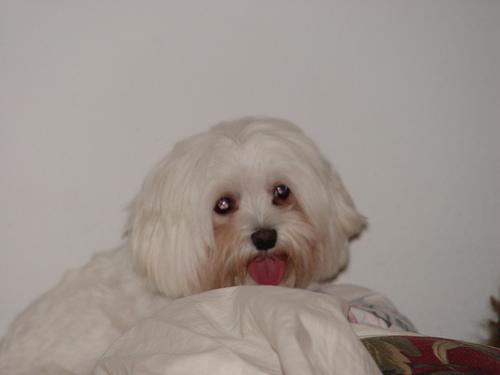 A dog image from https://images.dog.ceo/breeds/maltese/n02085936_8616.jpg