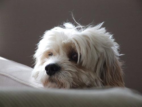 A dog image from https://images.dog.ceo/breeds/maltese/n02085936_899.jpg