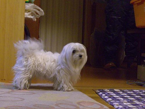 A dog image from https://images.dog.ceo/breeds/maltese/n02085936_9037.jpg