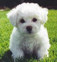 A dog image from https://images.dog.ceo/breeds/maltese/n02085936_9270.jpg