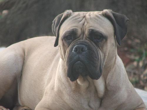 A dog image from https://images.dog.ceo/breeds/mastiff-bull/n02108422_1013.jpg