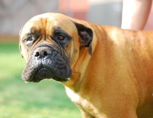 A dog image from https://images.dog.ceo/breeds/mastiff-bull/n02108422_1016.jpg