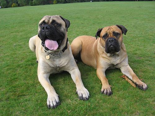 A dog image from https://images.dog.ceo/breeds/mastiff-bull/n02108422_1096.jpg