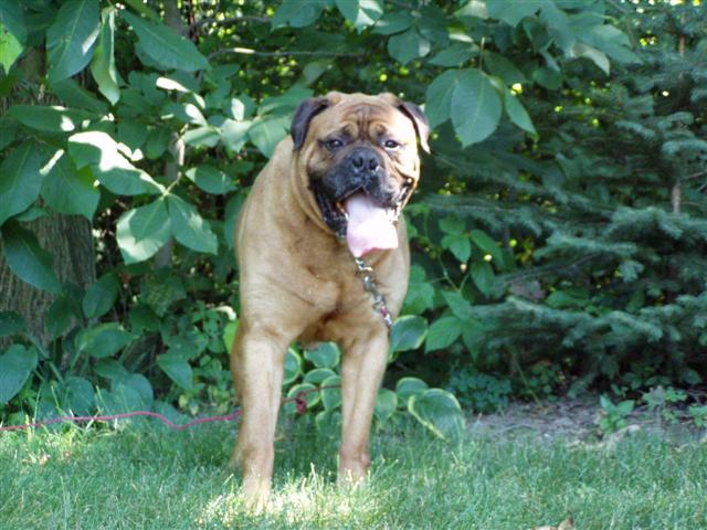 A dog image from https://images.dog.ceo/breeds/mastiff-bull/n02108422_1549.jpg