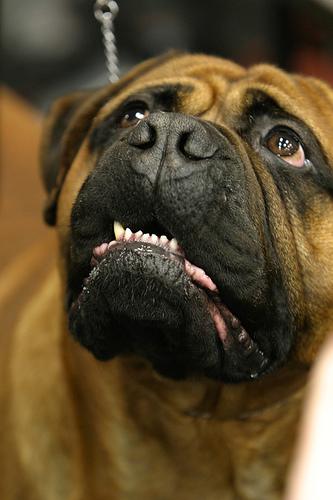 A dog image from https://images.dog.ceo/breeds/mastiff-bull/n02108422_158.jpg