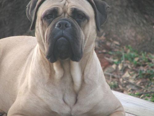 A dog image from https://images.dog.ceo/breeds/mastiff-bull/n02108422_1836.jpg