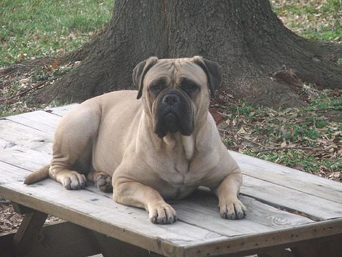 A dog image from https://images.dog.ceo/breeds/mastiff-bull/n02108422_1939.jpg