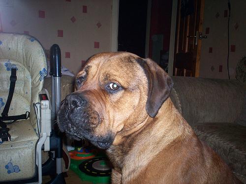 A dog image from https://images.dog.ceo/breeds/mastiff-bull/n02108422_207.jpg