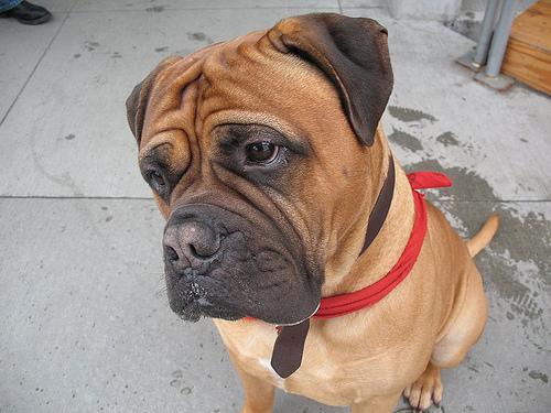 A dog image from https://images.dog.ceo/breeds/mastiff-bull/n02108422_2678.jpg