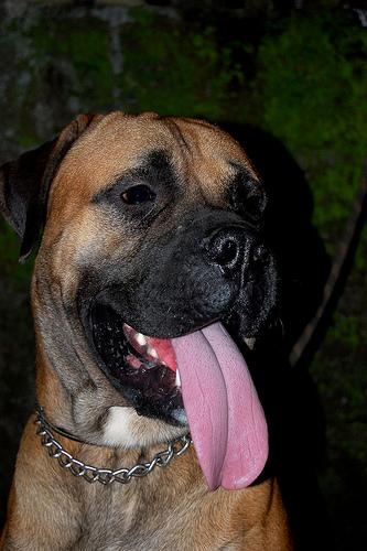 A dog image from https://images.dog.ceo/breeds/mastiff-bull/n02108422_3169.jpg