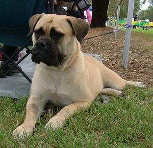 A dog image from https://images.dog.ceo/breeds/mastiff-bull/n02108422_3641.jpg