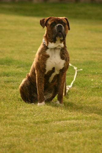 A dog image from https://images.dog.ceo/breeds/mastiff-bull/n02108422_3647.jpg