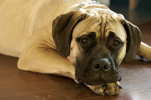 A dog image from https://images.dog.ceo/breeds/mastiff-bull/n02108422_3793.jpg