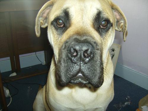 A dog image from https://images.dog.ceo/breeds/mastiff-bull/n02108422_4520.jpg