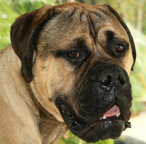 A dog image from https://images.dog.ceo/breeds/mastiff-bull/n02108422_4978.jpg