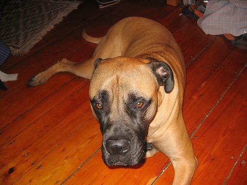 A dog image from https://images.dog.ceo/breeds/mastiff-bull/n02108422_5401.jpg