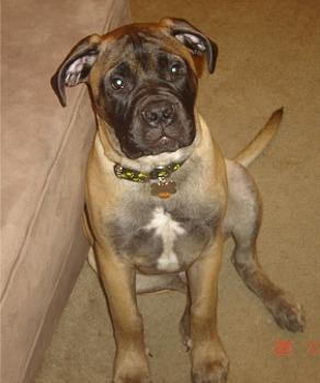 A dog image from https://images.dog.ceo/breeds/mastiff-bull/n02108422_5563.jpg