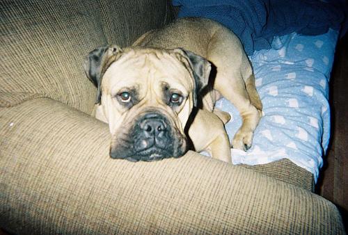 A dog image from https://images.dog.ceo/breeds/mastiff-bull/n02108422_5595.jpg