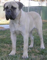 A dog image from https://images.dog.ceo/breeds/mastiff-bull/n02108422_567.jpg