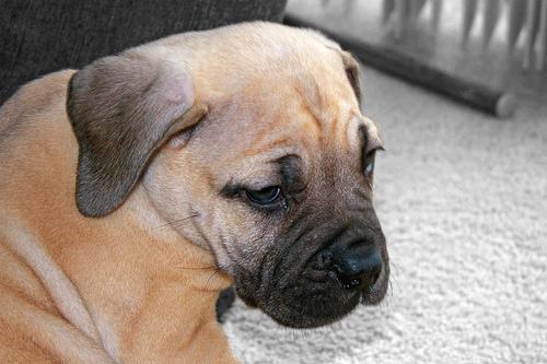 A dog image from https://images.dog.ceo/breeds/mastiff-bull/n02108422_751.jpg