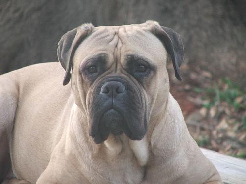 A dog image from https://images.dog.ceo/breeds/mastiff-bull/n02108422_754.jpg