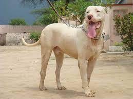 mastiff