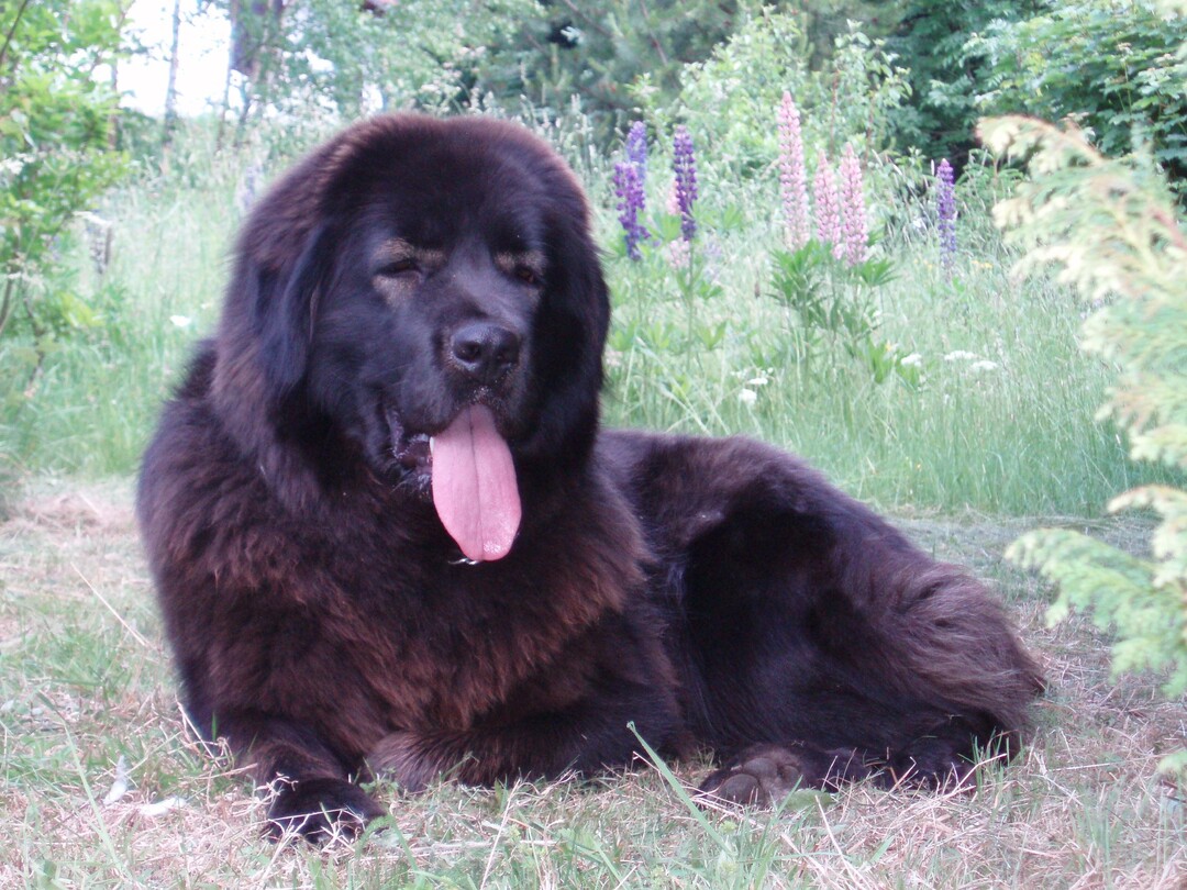 A dog image from https://images.dog.ceo/breeds/mastiff-tibetan/n02108551_1155.jpg