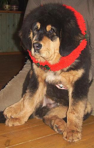 https://images.dog.ceo/breeds/mastiff-tibetan/n02108551_1553.jpg