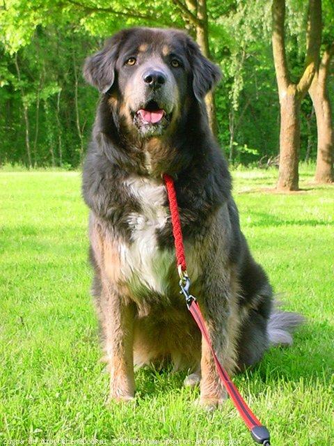 A dog image from https://images.dog.ceo/breeds/mastiff-tibetan/n02108551_1719.jpg