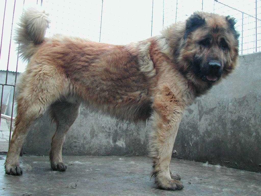 A dog image from https://images.dog.ceo/breeds/mastiff-tibetan/n02108551_2111.jpg