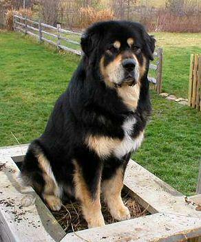 A dog image from https://images.dog.ceo/breeds/mastiff-tibetan/n02108551_2667.jpg