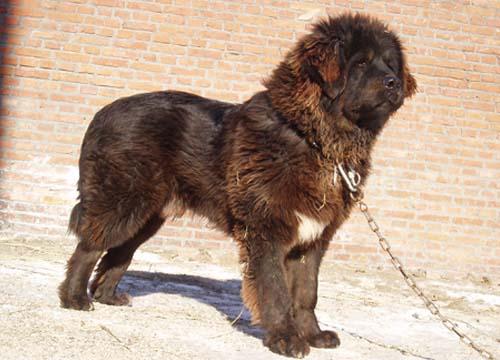 A dog image from https://images.dog.ceo/breeds/mastiff-tibetan/n02108551_4286.jpg