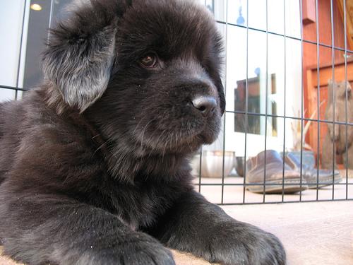 A dog image from https://images.dog.ceo/breeds/mastiff-tibetan/n02108551_572.jpg