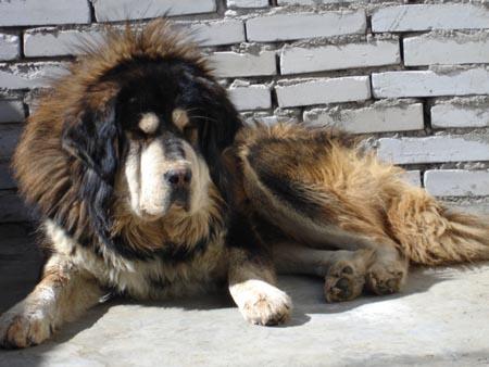 A dog image from https://images.dog.ceo/breeds/mastiff-tibetan/n02108551_832.jpg