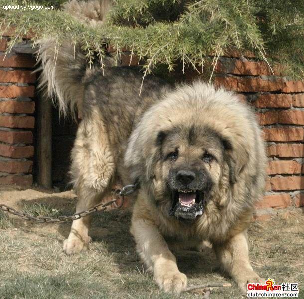 A dog image from https://images.dog.ceo/breeds/mastiff-tibetan/n02108551_899.jpg