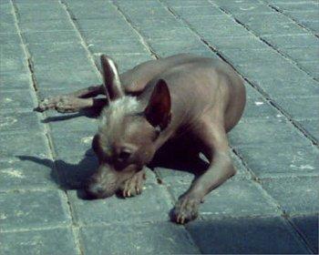 A dog image from https://images.dog.ceo/breeds/mexicanhairless/n02113978_118.jpg