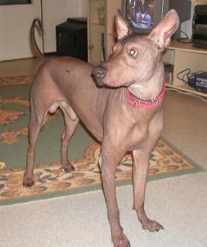 A dog image from https://images.dog.ceo/breeds/mexicanhairless/n02113978_1954.jpg